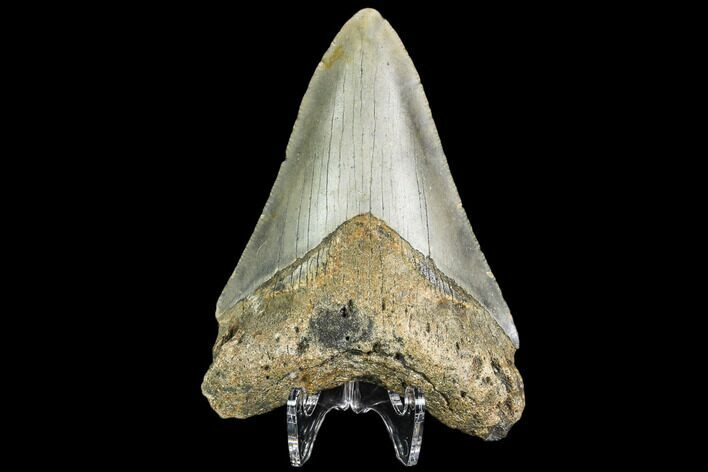 Fossil Megalodon Tooth - North Carolina #109524